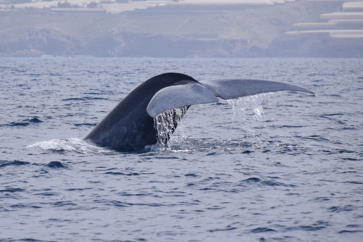 Ballenas Azules