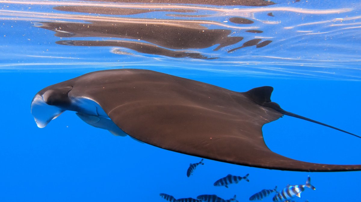 Mobula birostris